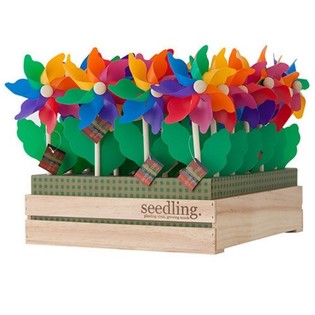 SEEDLING - VJETRENJAČE U DISPLAY KUTIJI (20 kom.)